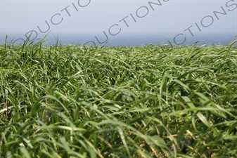 Long Grass on Rebun