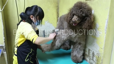 Dog Grooming Salon in Beijing