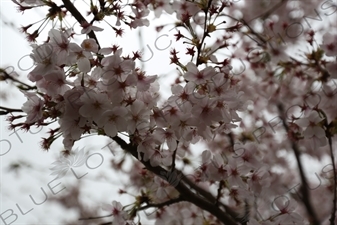 Cherry Blossom in Kencho-ji in Kamakura