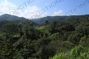 Rainforest around Arenal Volcano