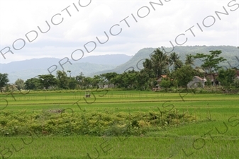 Paddy Fields near Yogyakarta