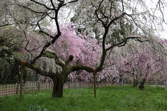 Cherry Blossom in Kyoto Gyoen/Imperial Palace Park in Kyoto