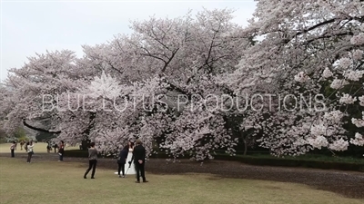 Shinjuku Gyoen National Park Wedding Photography in Tokyo