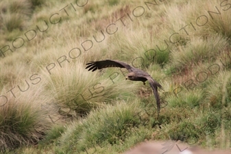 Golden Eagle taking off in Simien Mountains National Park