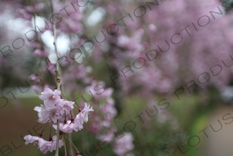 Cherry Blossom in Kyoto Gyoen/Imperial Palace Park in Kyoto