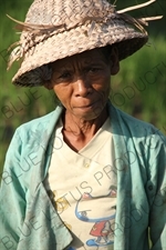 Farmer in a Paddy Field in Bali