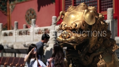 Bronze Guardian Lion (Shi) outside the Gate of Heavenly Purity (Qianqing Men) in the Forbidden City in Beijing