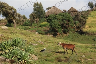 Goats near a Hut in Simien Mountains National Park