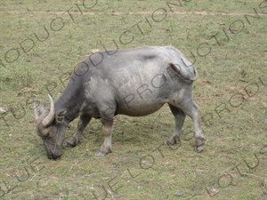 Water Buffalo near the Mekong River