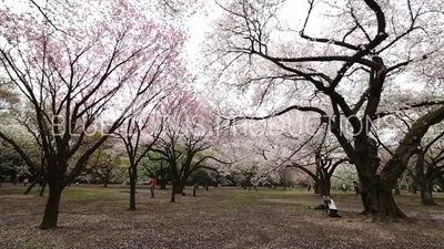 People Photographing Cherry Blossom in Shinjuku Gyoen National Park in Tokyo