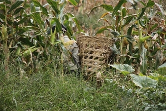 Farmer Picking Corn in Fields near the Jinsha River in the Tiger Leaping Gorge (Hu Tiao Xia) Scenic Area