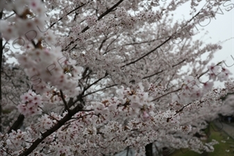 Cherry Blossom Trees on the Biwako Incline in Kyoto