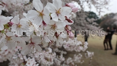 Shinjuku Gyoen National Park Cherry Blossom in Tokyo