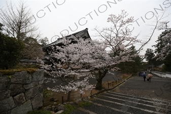 Cherry Blossom Tree on the Biwako Incline in Kyoto