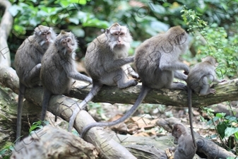 Monkeys Sitting on a Log in Bali