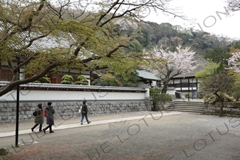 Temple Buildings and Cherry Blossom Trees around the Sanmon of Engaku-ji in Kamakura