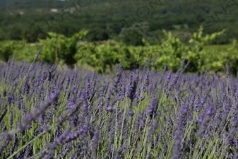 Lavender near Château de Lacoste