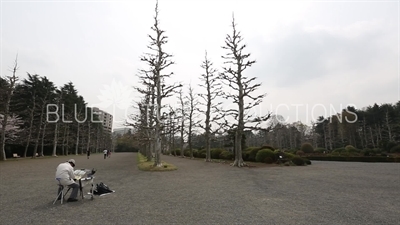 Artist Painting Trees in Shinjuku Gyoen National Park in Tokyo