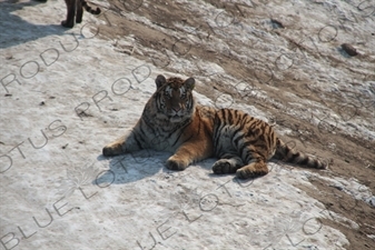 Siberian Tiger at the Siberian Tiger Park in Harbin