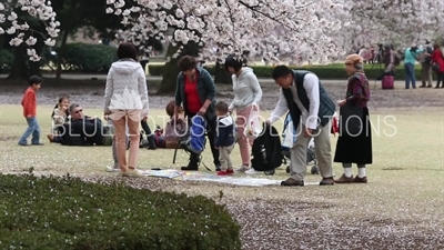 Family Sitting Under a Cherry Blossom Tree in Shinjuku Gyoen National Park in Tokyo