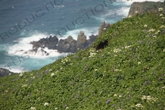 Flowers along the Coastline of Rebun