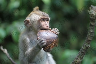 Monkey Holding a Piece of a Coconut in Bali