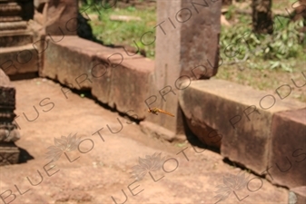 Dragonfly in Banteay Srei