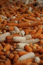 Corn Drying in a Barn near the Jinsha River in the Tiger Leaping Gorge (Hu Tiao Xia) Scenic Area