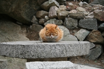 Cat on a Table on Mount Tai (Tai Shan) in Shandong Province