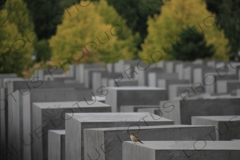 Memorial to the Murdered Jews of Europe/Holocaust Memorial in Berlin