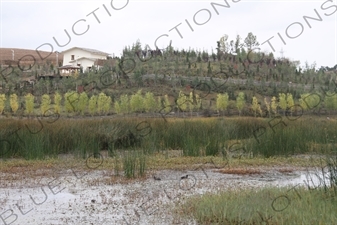 Wetlands in the Grounds of the Ganden Sumtsenling Monastery (Songzanlin Si) near Shangri-La/Zhongdian (Xiang Ge Li La) City