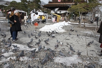 Pigeons in Zenko-ji in Nagano