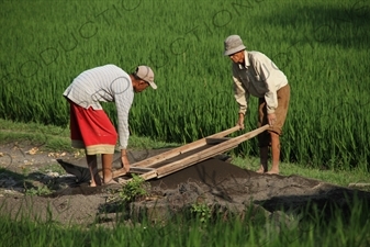 Farmers Sifting Soil in a Paddy Field in Bali