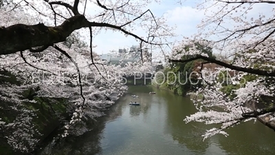 Tokyo Imperial Palace (Kokyu) Chidorigafuchi Moat