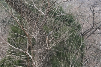 Bird in a Tree at the Foot of Mount Tai (Tai Shan) in Shandong Province