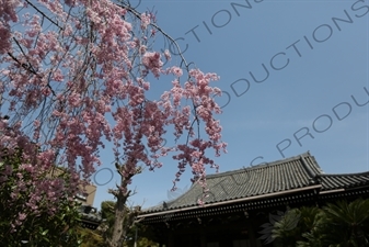 Cherry Blossom Tree in Kofukuji in Nara