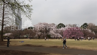 Shinjuku Gyoen National Park in Tokyo