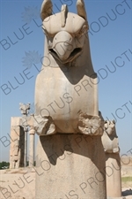 Double Headed Griffin Protome Capital at Persepolis