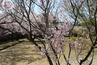 Cherry Blossom outside Big Buddha Hall (Daibutsuden) of Todaiji in Nara