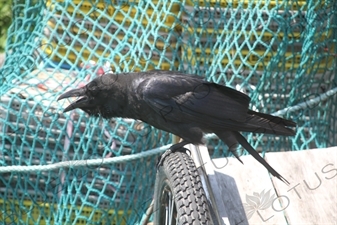 Crow on Rebun