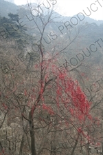 Good Luck Charms on a Tree on Mount Tai (Tai Shan) in Shandong Province