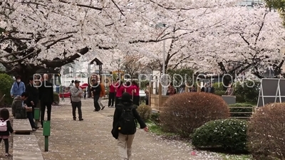 Cherry Blossom in Chidorigafuchi Park in Tokyo