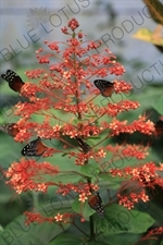 Tiger Longwing Butterflies in Arenal Volcano National Park