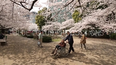 Cherry Blossom and Statues in Chidorigafuchi Park in Tokyo