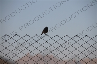 Bird on a Wire Fence in Keren