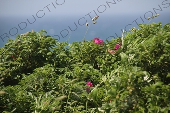 Flowers along the Coastline of Rebun