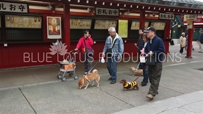 People Walking Dogs at Tokyo Senso-ji