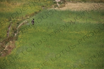 Tall Grass near Yimrhane Kirstos