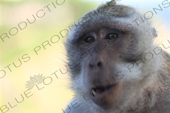 Crab Eating Macaque in the Ubud Monkey Forest in Bali