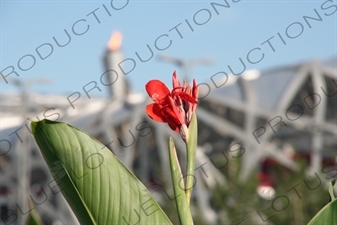 Olympic Flame and the Bird's Nest/National Stadium (Niaochao/Guojia Tiyuchang) in the Olympic Park in Beijing